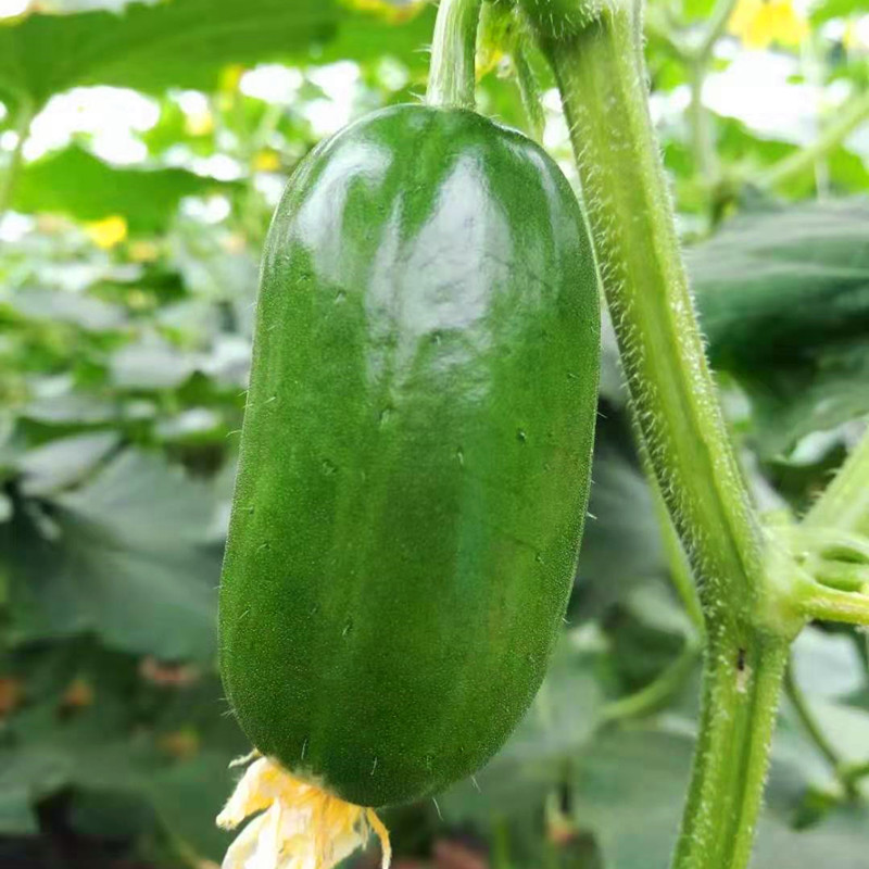 💥New for Spring 🥒Thumb Cucumber Seeds
